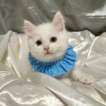 ラグドール【神奈川県・男の子・2025年9月5日・クリームポイントバイカラー（ふわふわ柔らか）】の写真「今月中に見学・ご成約頂いた方には特典有り‼️」