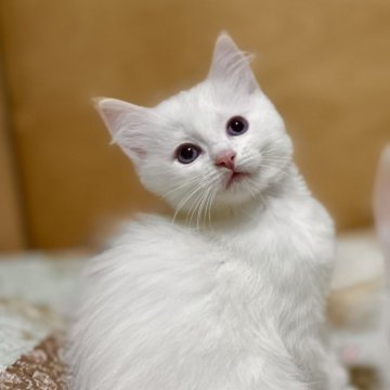 ラグドール【神奈川県・男の子・2025年9月5日・クリームポイントバイカラー（ふわふわ柔らか）】の写真「11/15迄に見学・ご成約頂いた方には特典有り‼️」