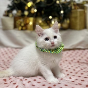 ラグドール【神奈川県・男の子・2025年9月5日・クリームポイントバイカラー（ふわふわ）】の写真「今日から11/30迄特別割引、その後戻ります」