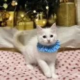 ラグドール【神奈川県・男の子・2025年9月5日・クリームポイントバイカラー】の写真2