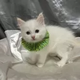 ラグドール【神奈川県・男の子・2025年9月5日・クリームポイントバイカラー】の写真3