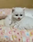 ラグドール【神奈川県・女の子・2025年10月16日・ブルートーティーポイントバイカラー】の写真4