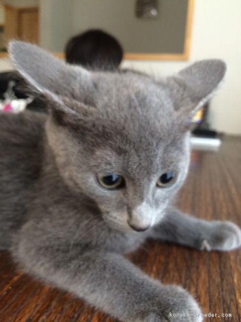 ID:1706-00883の子猫