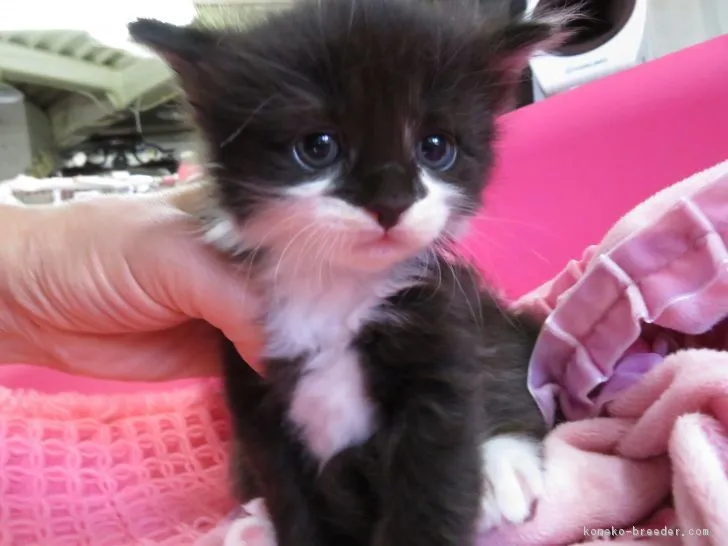 ID：1704-01130の子猫