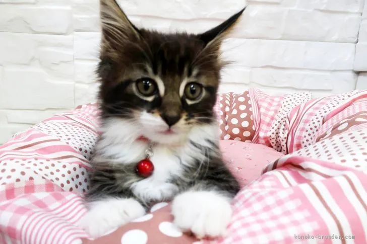 ID：1903-01470の子猫