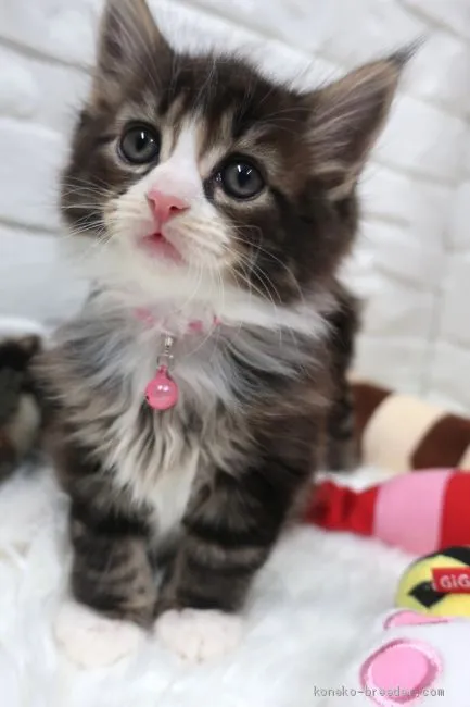 ID：1912-00315の子猫