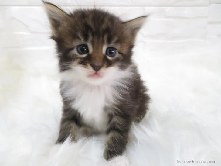 ID：1812-00979の子猫