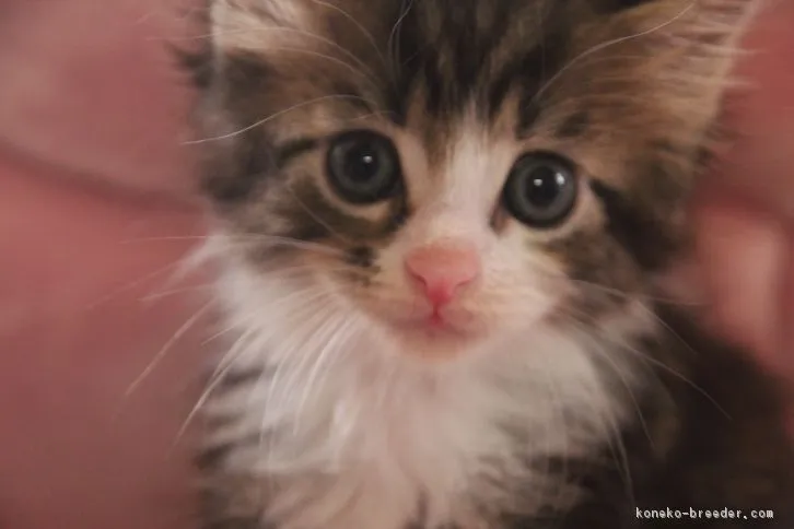 みりり 様のお迎えした子猫