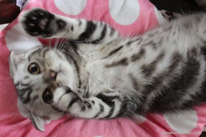 ID：1505-00211の子猫