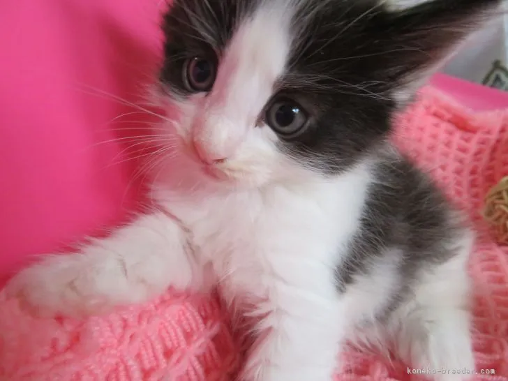 M.M 様のお迎えした子猫