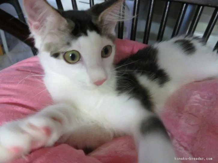 ID:1606-00170の子猫