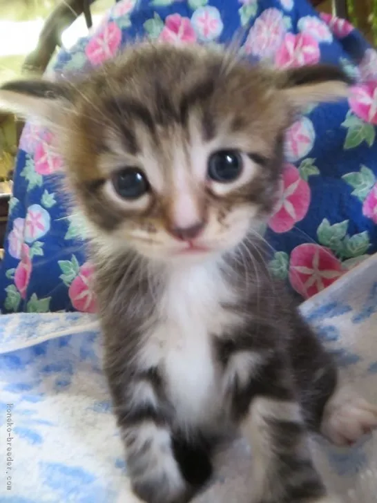 ID：1708-00753の子猫