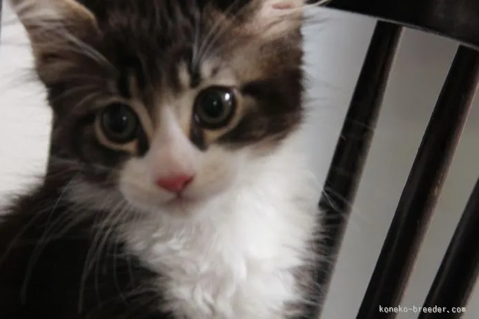 kain 様のお迎えした子猫