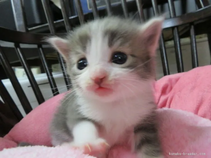 かずまろ 様のお迎えした子猫