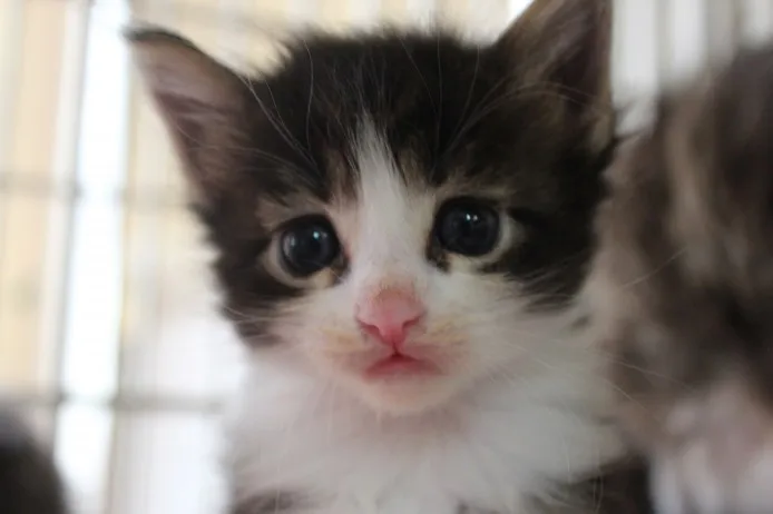 ID：1406-00139の子猫