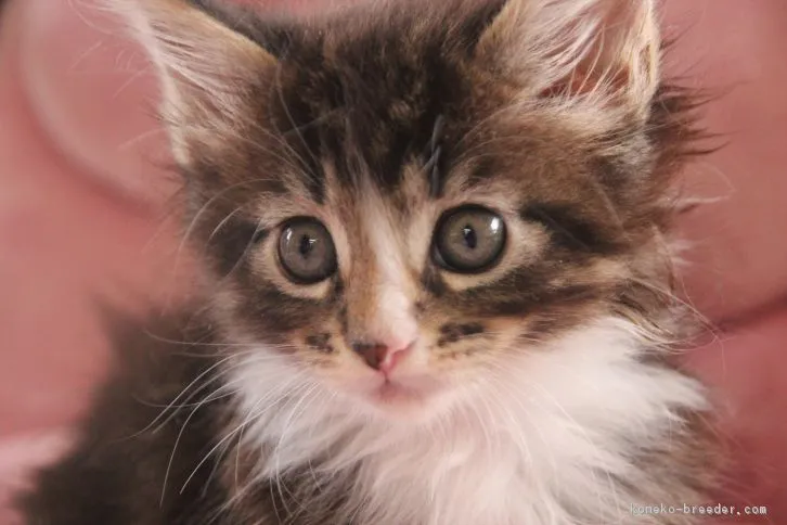 らん 様のお迎えした子猫