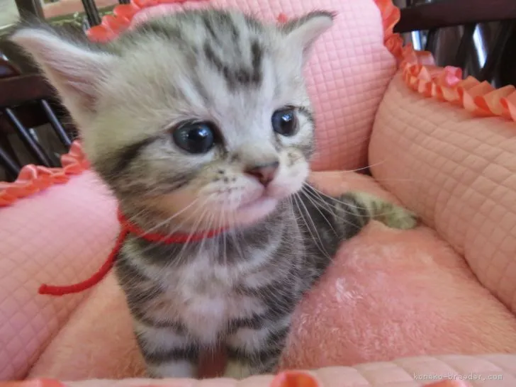 ID：1810-01044の子猫