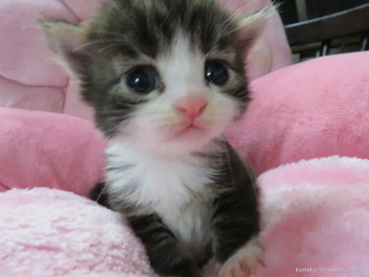 ID：1701-00485の子猫