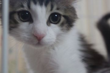 メインクーン【愛媛県・女の子・2015年3月15日・ブラウンタビー、ホワイト（ロング）】の写真「目がかわいい」