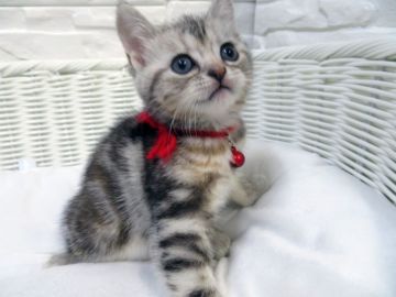 アメリカンショートヘア【愛媛県・女の子・2018年10月1日・シルバータビー】の写真「両親猫共に、遺伝子病( P K D)の検査済クリア」