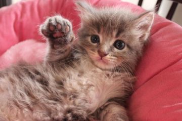 メインクーン【愛媛県・女の子・2015年7月7日・ブルータビー&ホワイト（ロング）】の写真「魅力的なブルーの子。ますます美しく成長しています。」