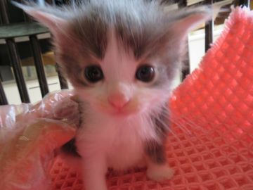 メインクーン【愛媛県・女の子・2017年1月3日・ブルータビー&ホワイト】の写真「可愛い瞳。人気のブルーの子猫ちゃんです。」