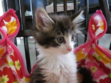 メインクーン【愛媛県・女の子・2016年4月21日・ブラウンタビー&ホワイト】の写真「瞳が魅力的な女の子。ゴージャスです。」