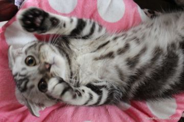 スコティッシュフォールド【愛媛県・男の子・2015年4月2日・シルバータビー】の写真「目が可愛い」