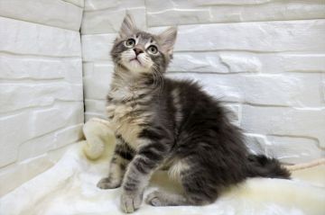 メインクーン【愛媛県・女の子・2018年11月30日・ブルータビー&ホワイト】の写真「人気のブルー。　両親猫が遺伝子検査クリア」