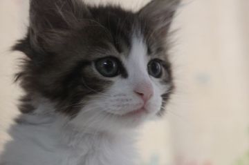 メインクーン【愛媛県・女の子・2015年3月3日・ブラウンタビー、ホワイト（ロング）】の写真「天然の美しいアイシャドーが自慢です。ゴージャスです」