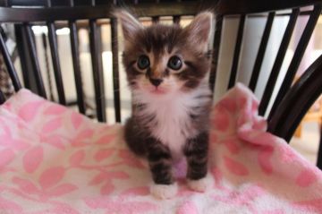 メインクーン【愛媛県・男の子・2015年7月17日・ブラウンタビー&ホワイト（ロング）】の写真「白い胸のフリルはゴージャス。白いソックスも可愛い。」