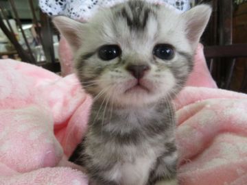 アメリカンショートヘア【愛媛県・女の子・2017年11月3日・シルバータビー】の写真「可愛い瞳。丸々と太っていて、健康優良猫です。」