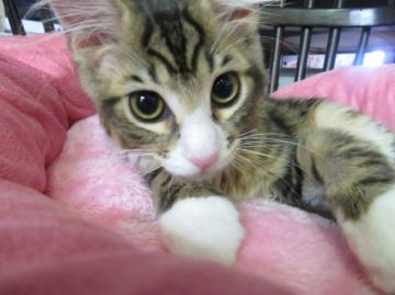 メインクーン【愛媛県・男の子・2016年4月21日・ブラウンタビー&ホワイト（ロング）】の写真「とても美しい子猫。とても人に親しみ、愛情豊か。」