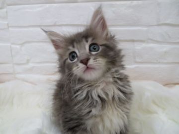 メインクーン【愛媛県・女の子・2018年11月30日・ブルータビー&ホワイト】の写真「なんて可愛い瞳!!   美しいブルーの女の子。」