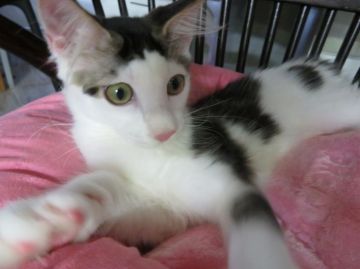 メインクーン【愛媛県・男の子・2016年4月21日・ブラウンタビー&ホワイト（ロング）】の写真「愛情深く、甘えん坊で可愛いのに、売れ残っています。」