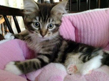 メインクーン【愛媛県・女の子・2014年9月15日・ブラウンタビー、ホワイト（ロング）】の写真「白いソックスと耳の飾り毛が、可愛い。」