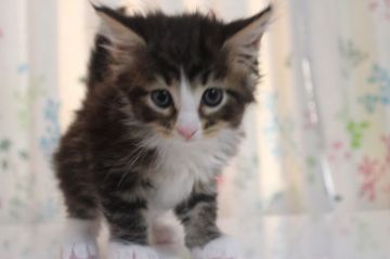 メインクーン【愛媛県・男の子・2015年3月15日・ブラウウンタビー、ホワイト（ロング）】の写真「ロングで、ゴージャスな胸のフリル。」