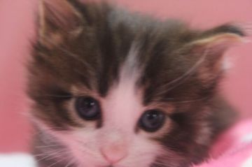 メインクーン【愛媛県・男の子・2015年3月3日・ブラウウンタビーホワイト（ロング）】の写真「胸のフリルがゴーシャス」