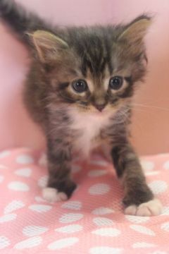 メインクーン【愛媛県・男の子・2015年3月3日・ブラウンタビー、ホワイト（ロング）】の写真「ぬいぐるみみたい。可愛い子猫ちゃん。」