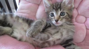 メインクーン【愛媛県・女の子・2016年8月27日・ブラウンタビー&ホワイト】の写真「可愛いお顔。可愛い瞳。やわらかな毛色。」