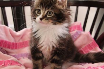 メインクーン【愛媛県・男の子・2015年11月13日・ブラウンタビー&ホワイト（ロング）】の写真「胸のフリルが可愛い。ゴージャスな美猫ちゃん。」