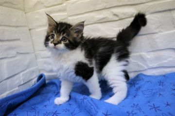 メインクーン【愛媛県・女の子・2019年5月25日・ブラウンタビー&ホワイト】の写真「男の子に負けない体躯の女の子。」