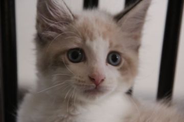 メインクーン【愛媛県・男の子・2015年7月17日・クリーム&ホワイト（ロング）】の写真「ますます美しく成長しています。ブルーの瞳。」