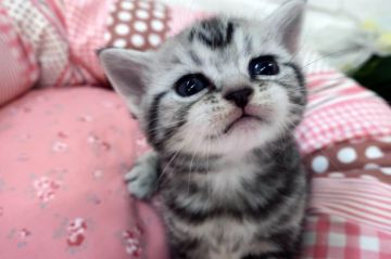 アメリカンショートヘア【愛媛県・女の子・2019年4月2日・シルバータビー】の写真「天使のような愛らしさ。　 両親猫遺伝子検査クリア」