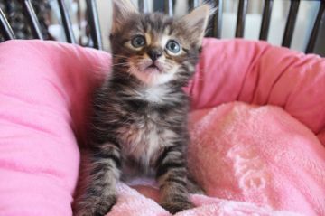 メインクーン【愛媛県・男の子・2015年7月17日・ブラウンタビー（ロング）】の写真「野生的な魅力とロングでゴージャス。心つなげる賢さ。」