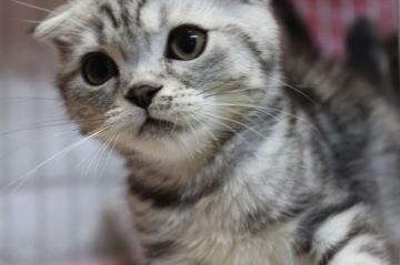 スコティッシュフォールド【愛媛県・男の子・2015年4月2日・シルバータビー&ホワイト（ショート）】の写真「幸せなご縁がありますように。価格を下げました。」