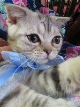 スコティッシュストレート【愛媛県・男の子・2017年5月3日・シルバータビー】の写真「価格を下げました。　お風呂で暴れません。」