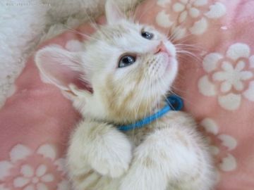 アメリカンショートヘア【愛媛県・男の子・2017年11月3日・クリームカメオタビー】の写真「明るい性格。なんて愛らしい!!　人に懐いています。」