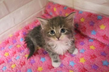 メインクーン【愛媛県・女の子・2020年1月12日・ブルータビー&ホワイト】の写真「柔らかい表情のブルーの女の子」