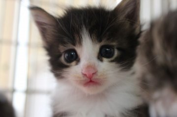 メインクーン【愛媛県・女の子・2014年5月20日・ブラウンタビー&ホワイト（ロング）】の写真「目がかわいい」